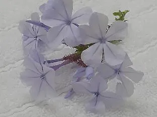 מלון Smy Bellevue Mykonos Mykonos Town